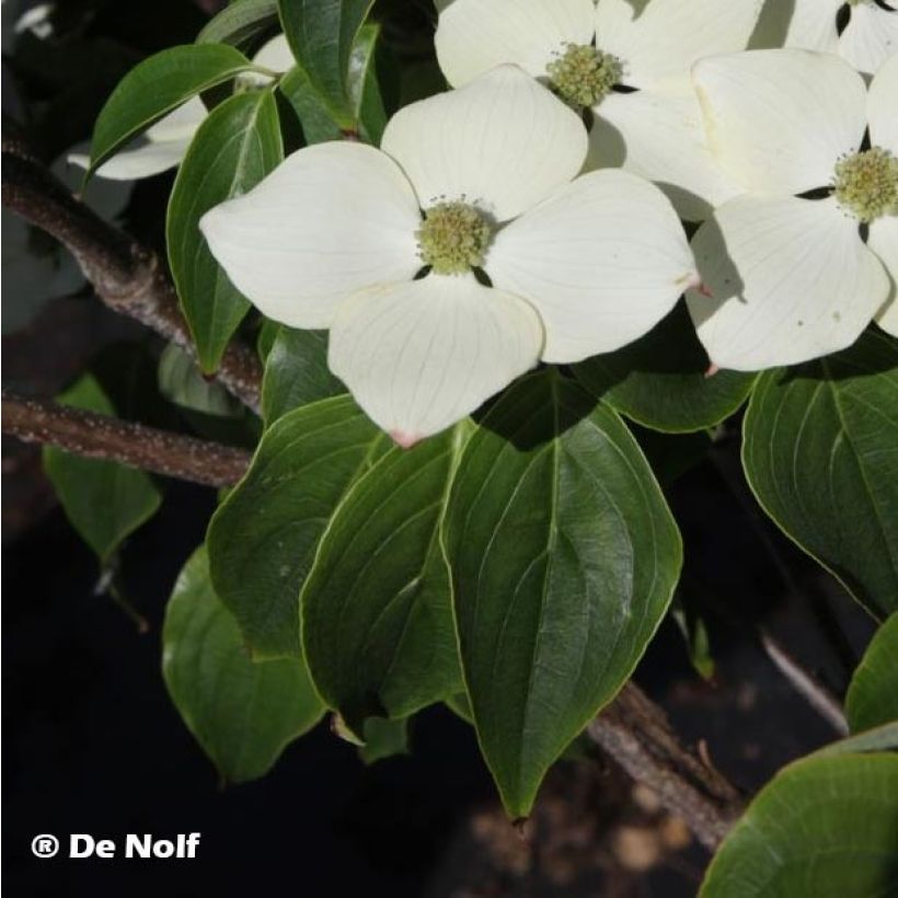 Cornus kousa Schmetterling - Japanse kornoelje (Blad)