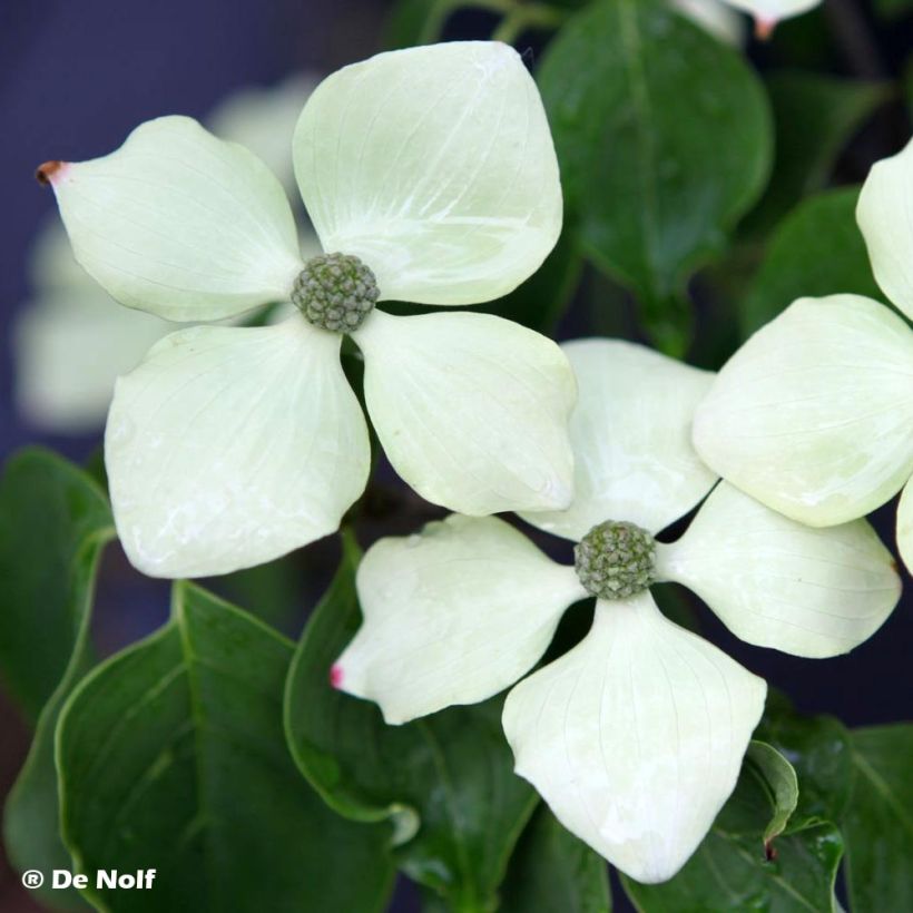 Cornus kousa Schmetterling - Japanse kornoelje (Bloei)