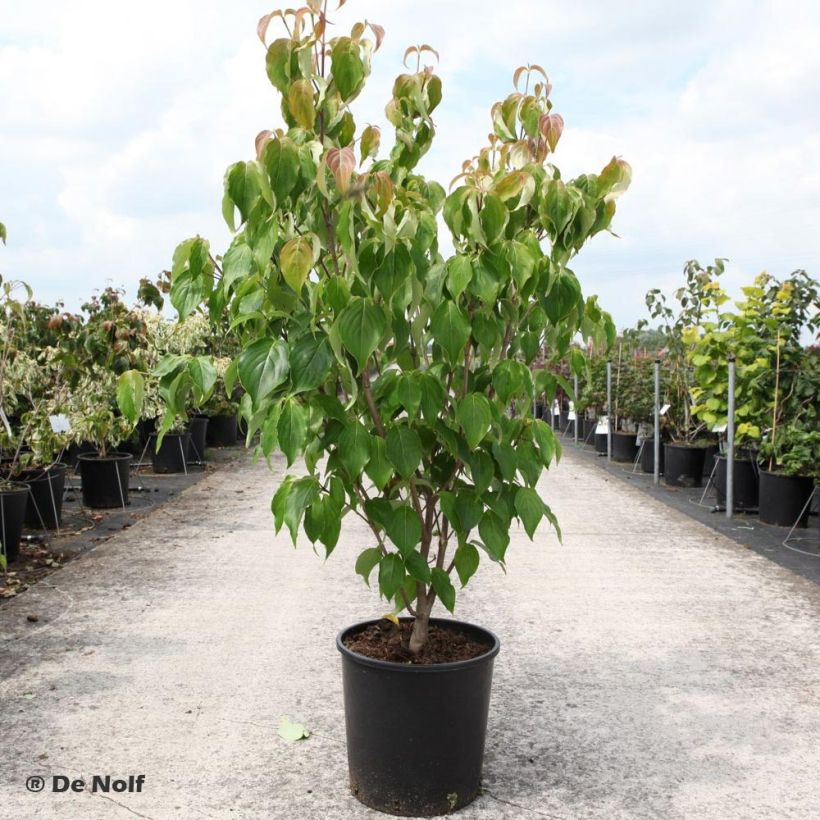 Cornus kousa Schmetterling - Japanse kornoelje (Groeiplaats)