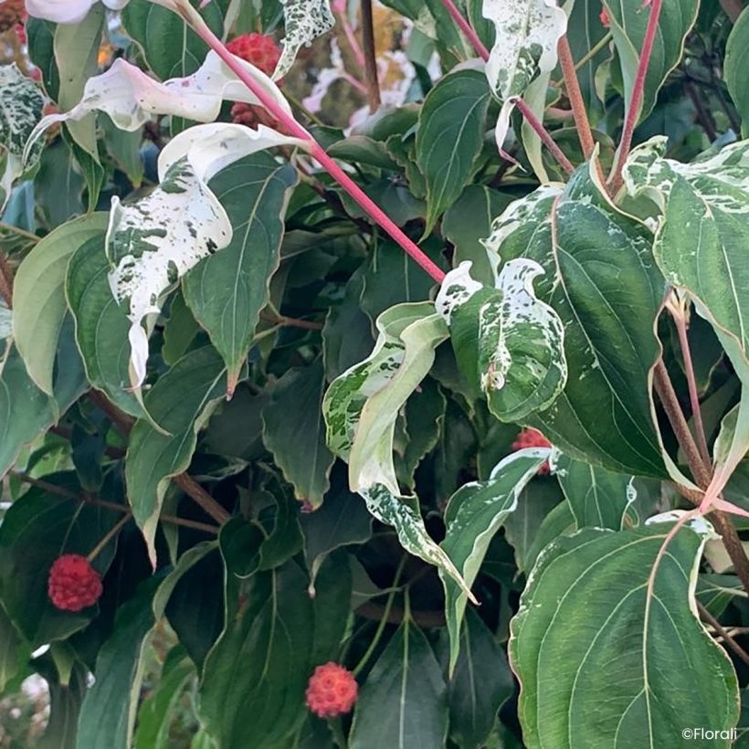Cornus kousa Watermelon Sugar - Japanse kornoelje (Blad)
