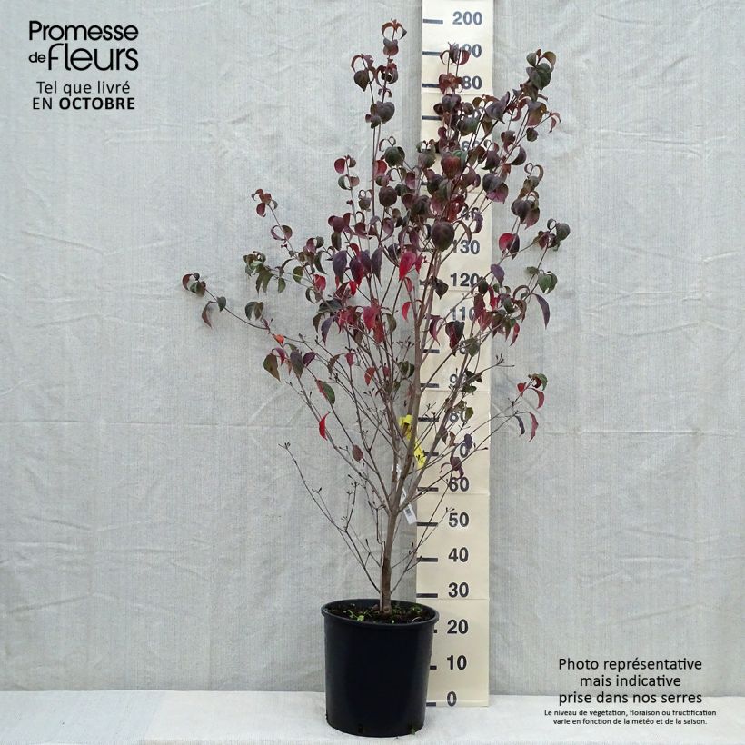 Exemplaar van Cornus kousa Wieting's Select - Japanse kornoelje Pot van 18 l/20 l zoals geleverd in de herfst