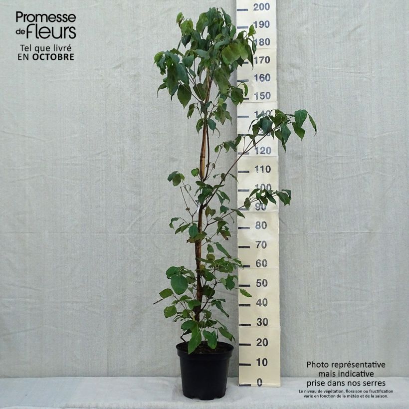 Exemplaar van Cornus kousa chinensis Great Star - Japanse kornoelje Pot van 7,5 l/10 l zoals geleverd in de herfst