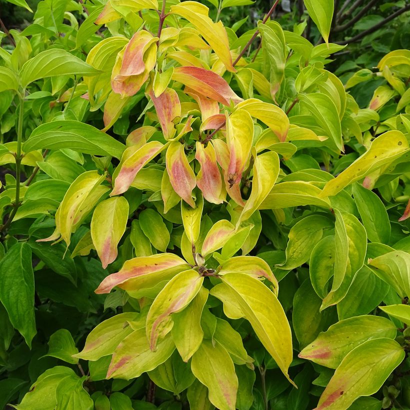 Cornus mas Aurea - Gele kornoelje (Blad)