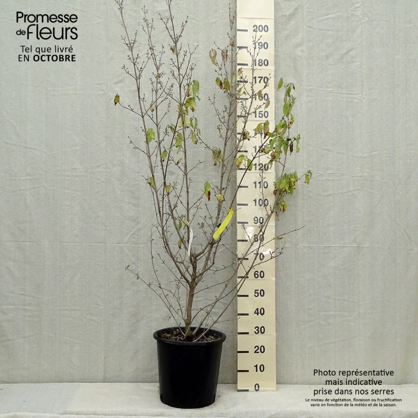 Exemplaar van Cornus mas Aurea - Gele kornoelje Pot van 20 l/25 l zoals geleverd in de herfst