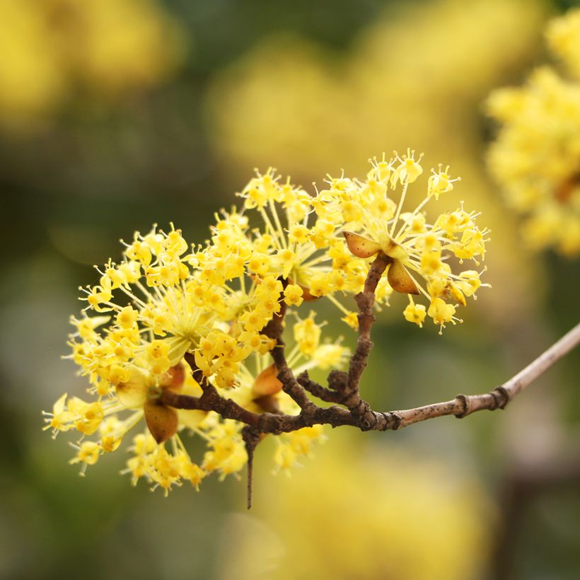 Cornus mas - Gele kornoelje (Bloei)