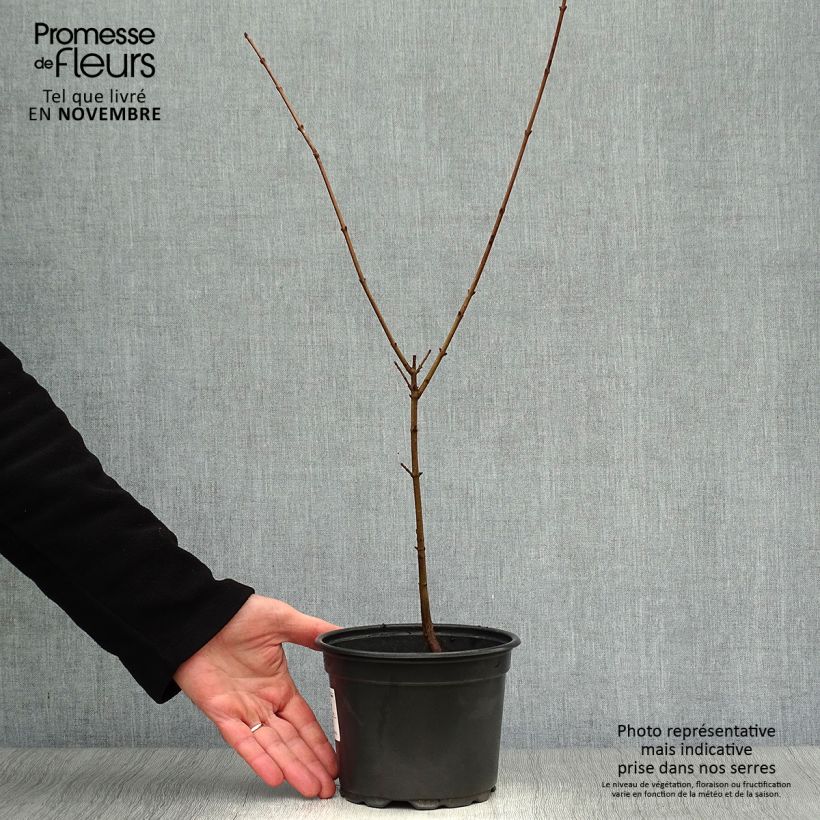 Exemplaar van Cornus mas - Gele kornoelje Pot van 2 l/3 l zoals geleverd in de herfst