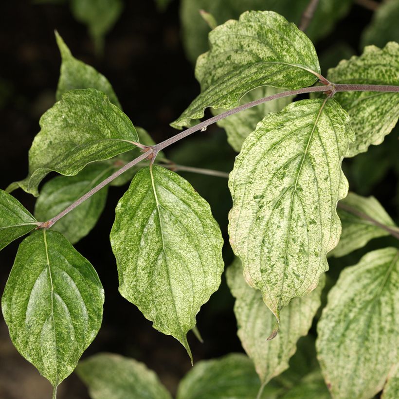 Cornus mas Happy Face - Gele kornoelje (Blad)
