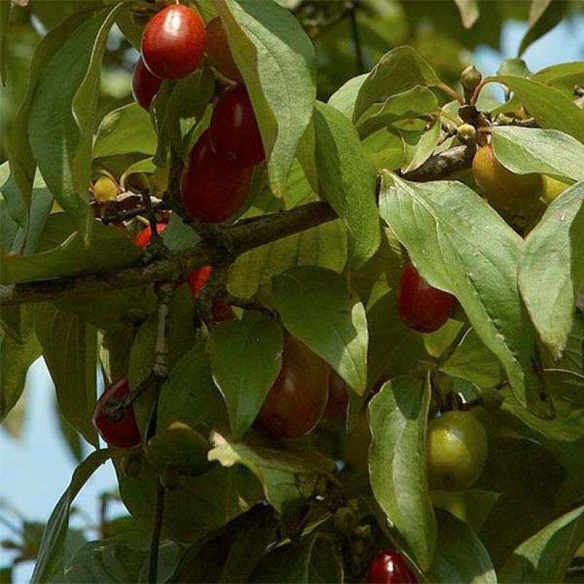 Cornus mas Jolico - Gele kornoelje (Blad)