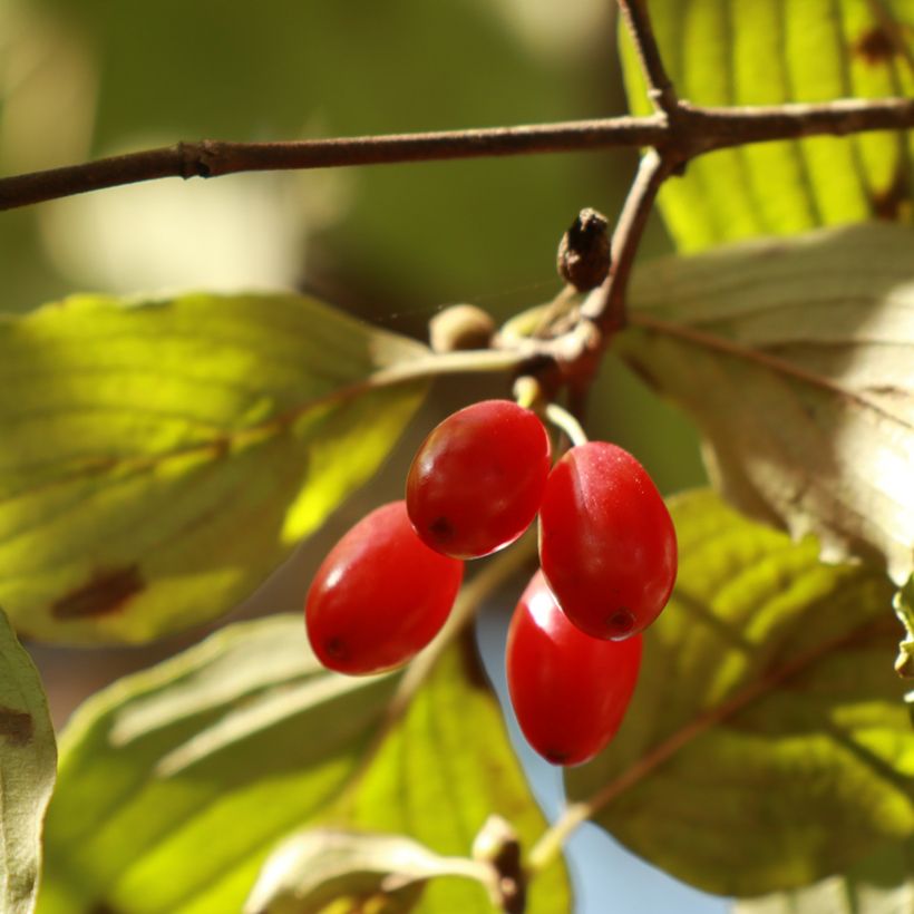 Cornus officinalis - Japanse kornoelje (Oogst)