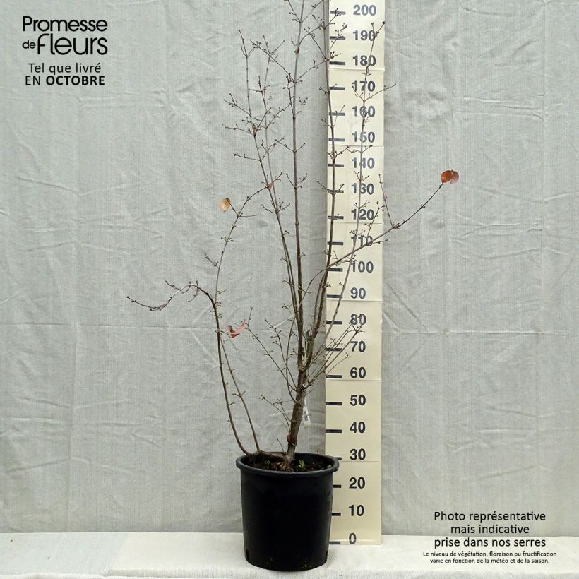 Exemplaar van Cornus officinalis Robins Pride - Japanse kornoelje Pot van 20 l/25 l zoals geleverd in de herfst