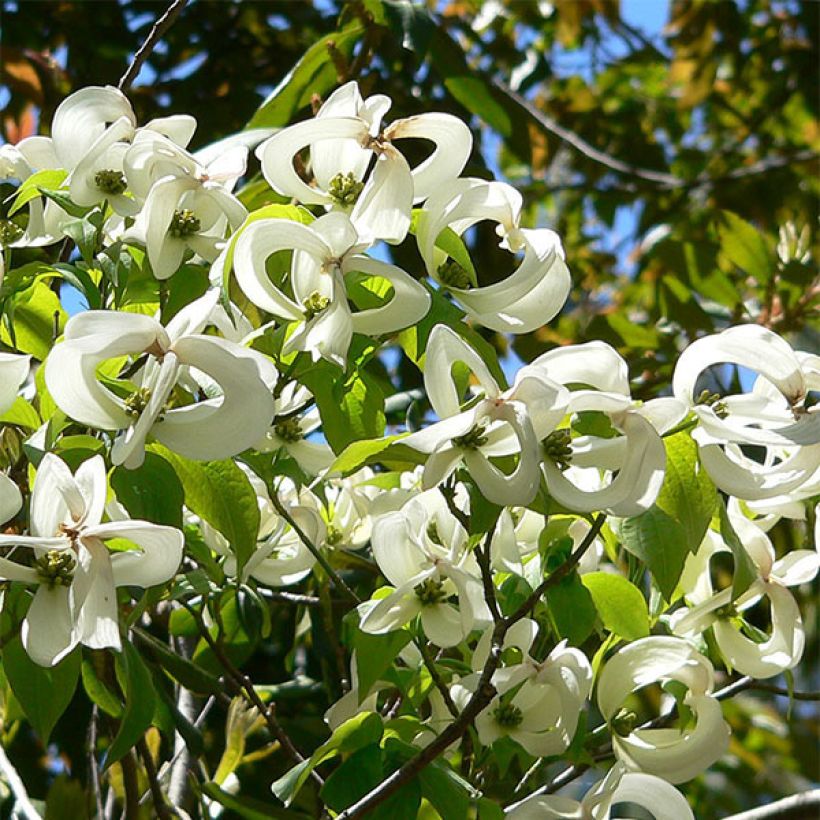 Cornus florida Urbiniana - Amerikaanse kornoelje (Bloei)