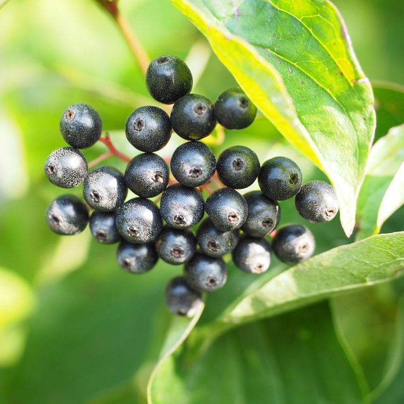 Cornus sanguinea - Rode kornoelje (Oogst)