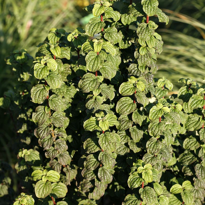Cornus sanguinea Compressa - Rode kornoelje (Blad)