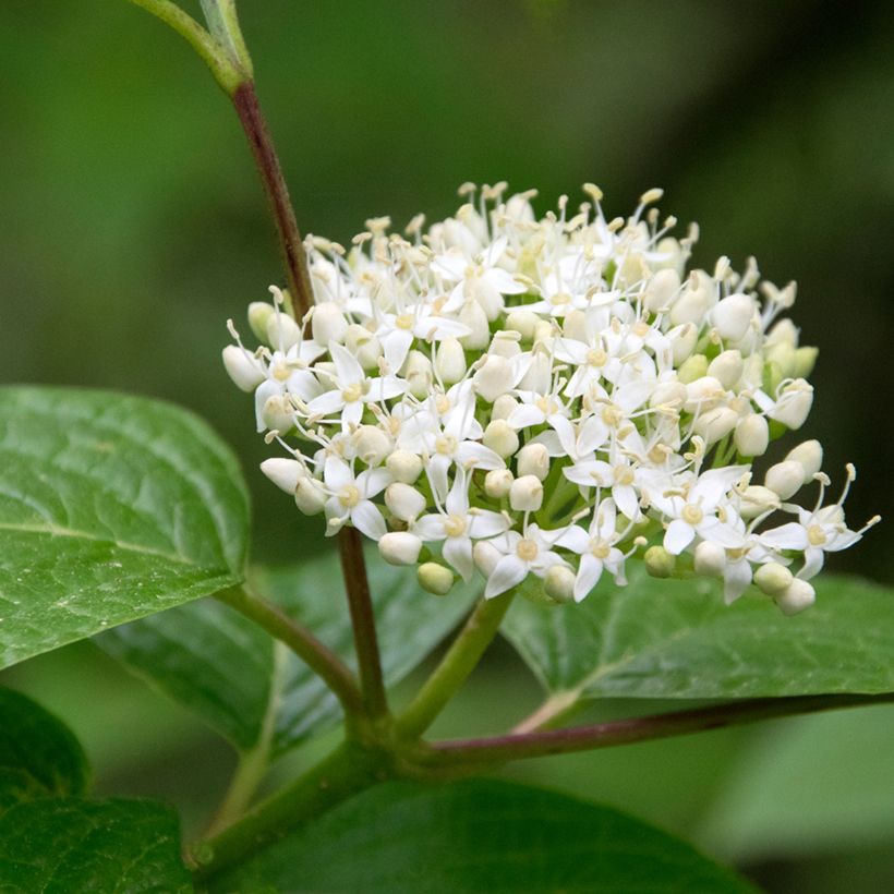 Cornus sanguinea - Rode kornoelje (Bloei)