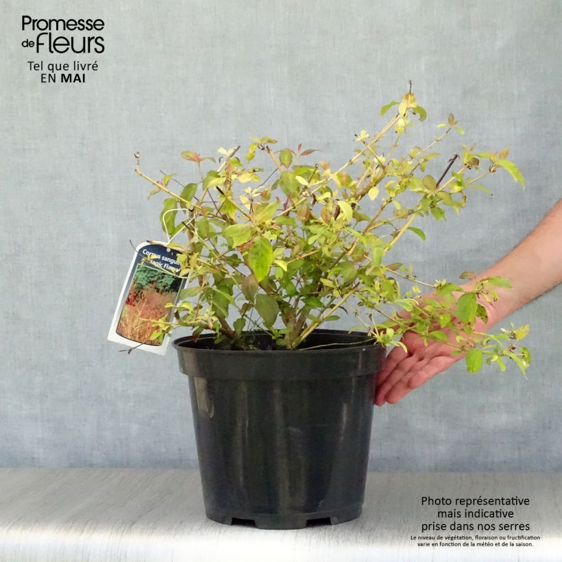 Exemplaar van Cornus sanguinea Magic Flame - Rode kornoelje Pot van 7,5 l/10 l zoals geleverd in de lente