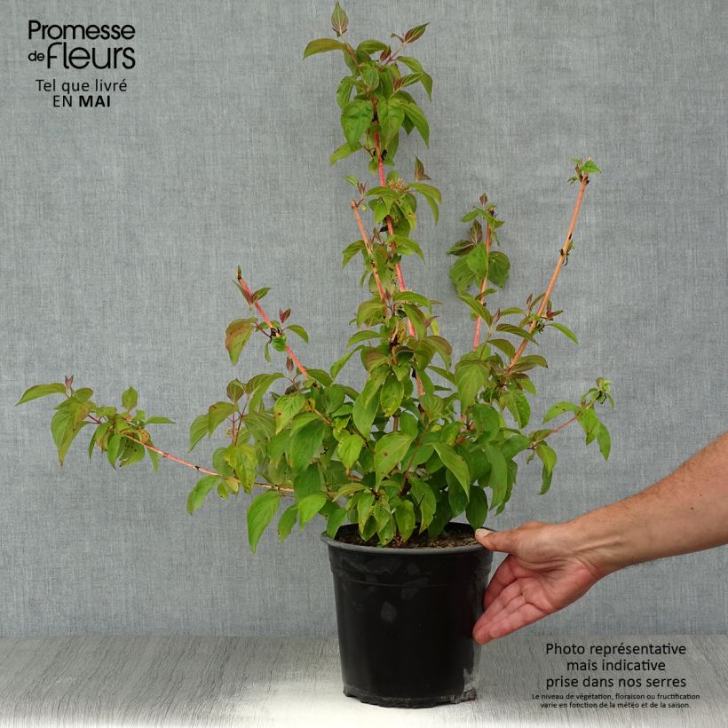 Exemplaar van Cornus sanguinea Magic Flame - Rode kornoelje Pot van 4 l/5 l zoals geleverd in de lente