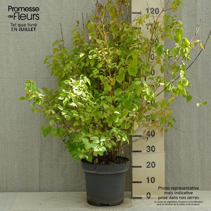 Exemplaar van Cornus sanguinea Mid Winter Fire - Rode kornoelje Pot van 6 l/7 l zoals geleverd in de zomer