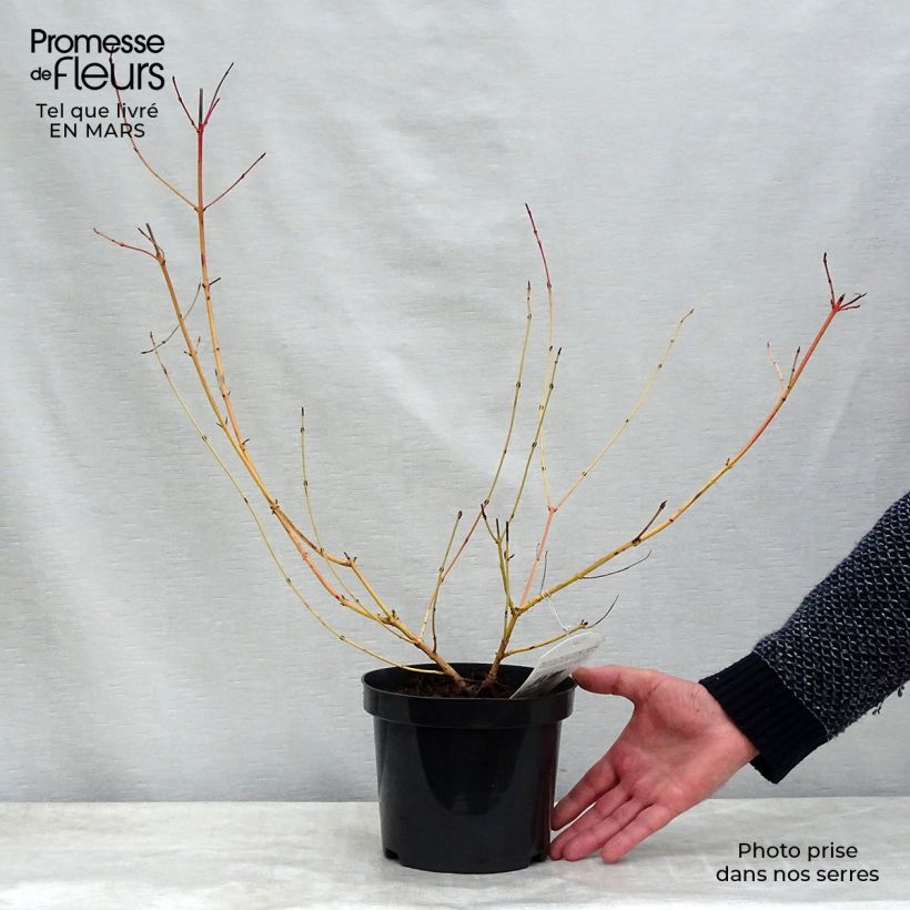 Exemplaar van Cornus sanguinea Mid Winter Fire - Rode kornoelje Pot van 2 l/3 l zoals geleverd in de lente