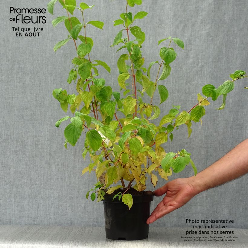 Exemplaar van Cornus sanguinea Mid Winter Fire - Rode kornoelje Pot van 2 l/3 l zoals geleverd in de zomer