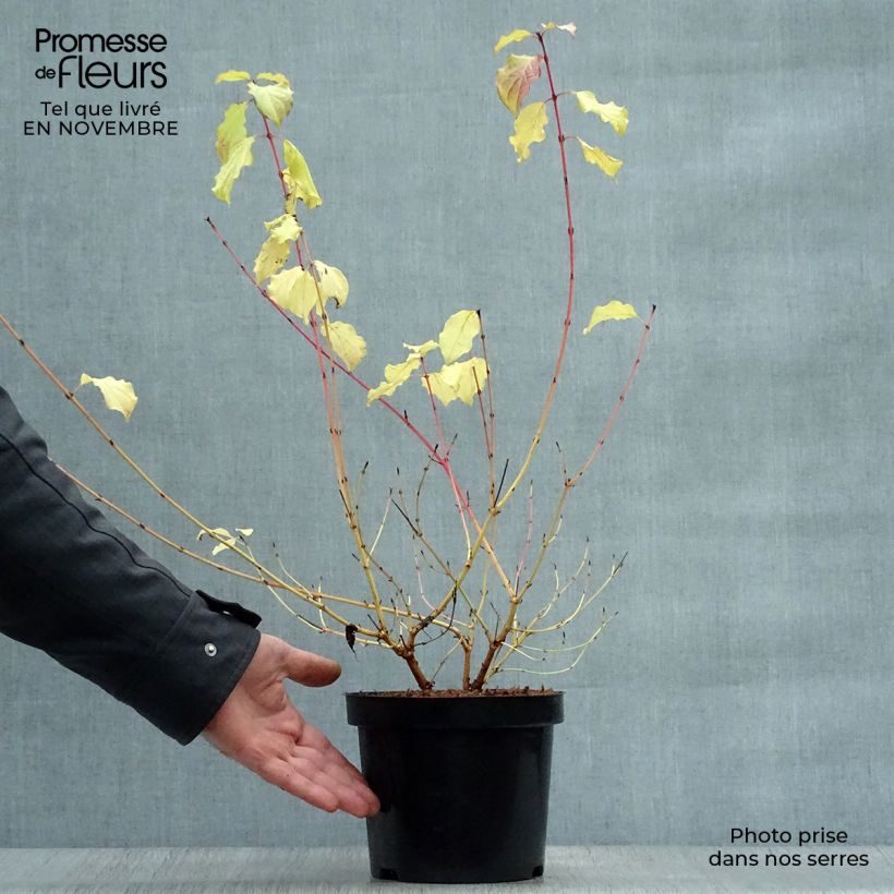 Exemplaar van Cornus sanguinea Winter Beauty - Rode kornoelje Pot van 2 l/3 l zoals geleverd in de herfst