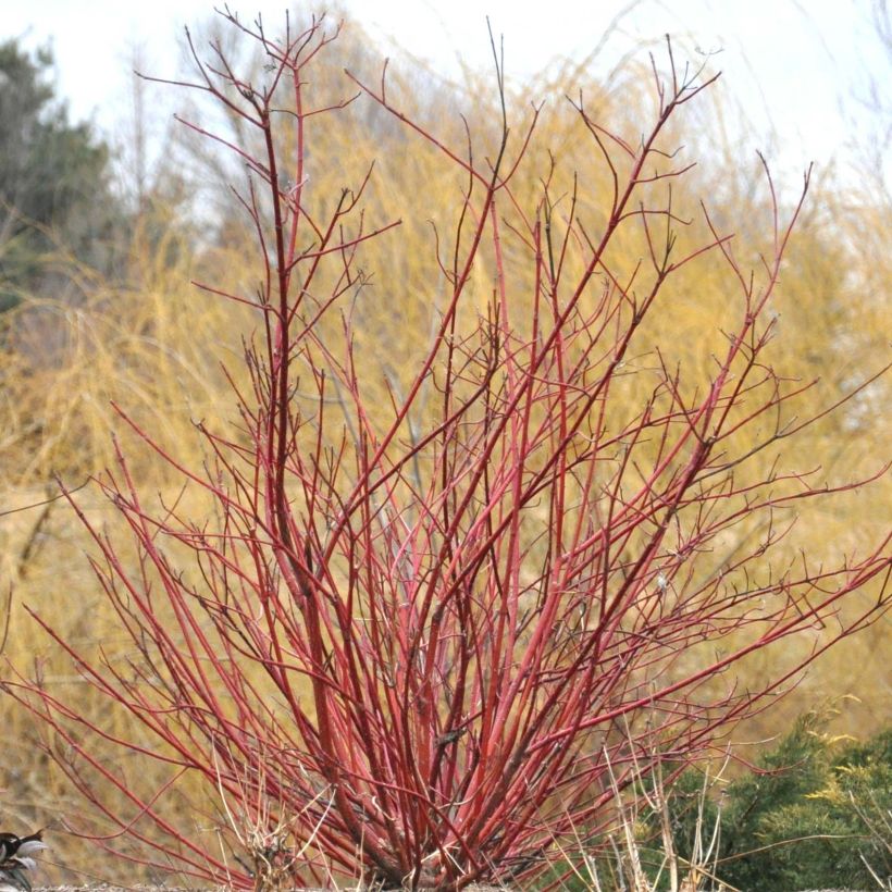 Cornus sericea Baileyi - Canadese kornoelje (Groeiplaats)