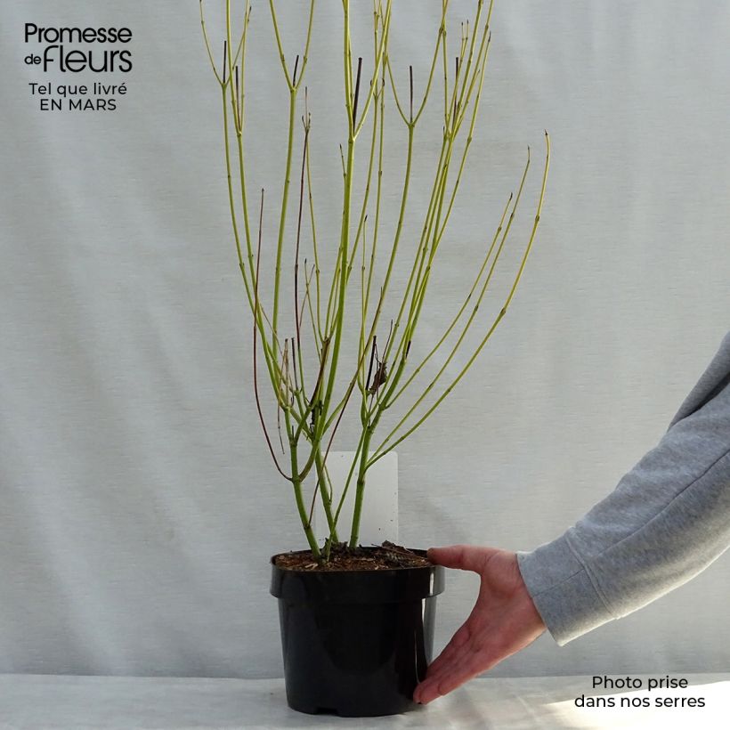 Exemplaar van Cornus sericea Budd's Yellow - Gele kornoelje Pot van 3 l/4 l zoals geleverd in de lente