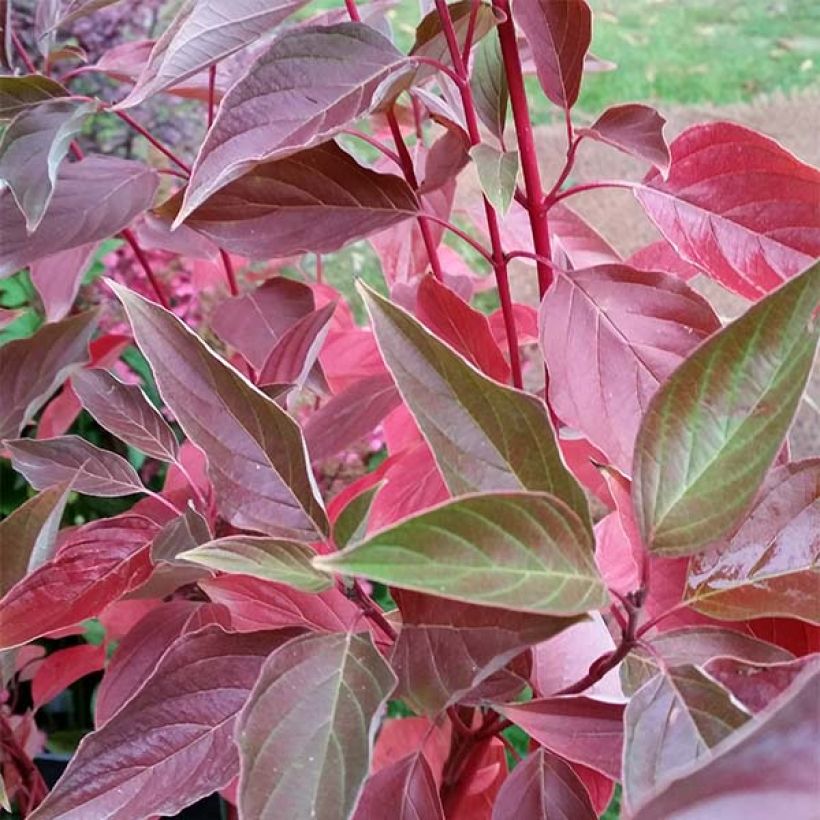 Cornus sericea Cardinal - Canadese kornoelje (Foliage)