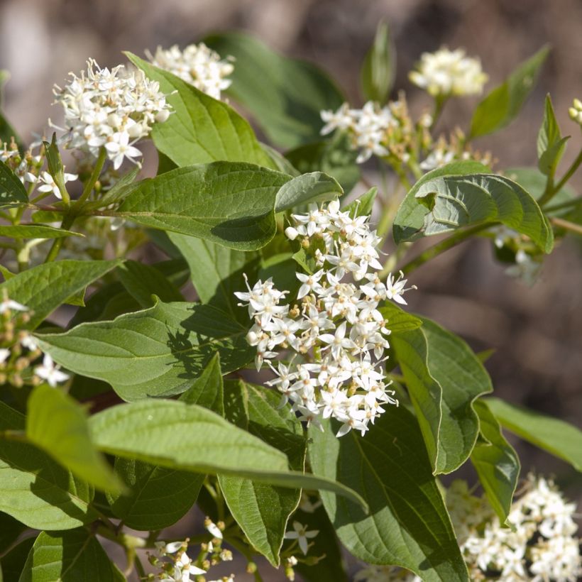 Cornus sericea Firedance - Canadese kornoelje (Bloei)