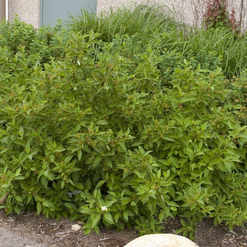 Cornus sericea Firedance - Canadese kornoelje (Groeiplaats)
