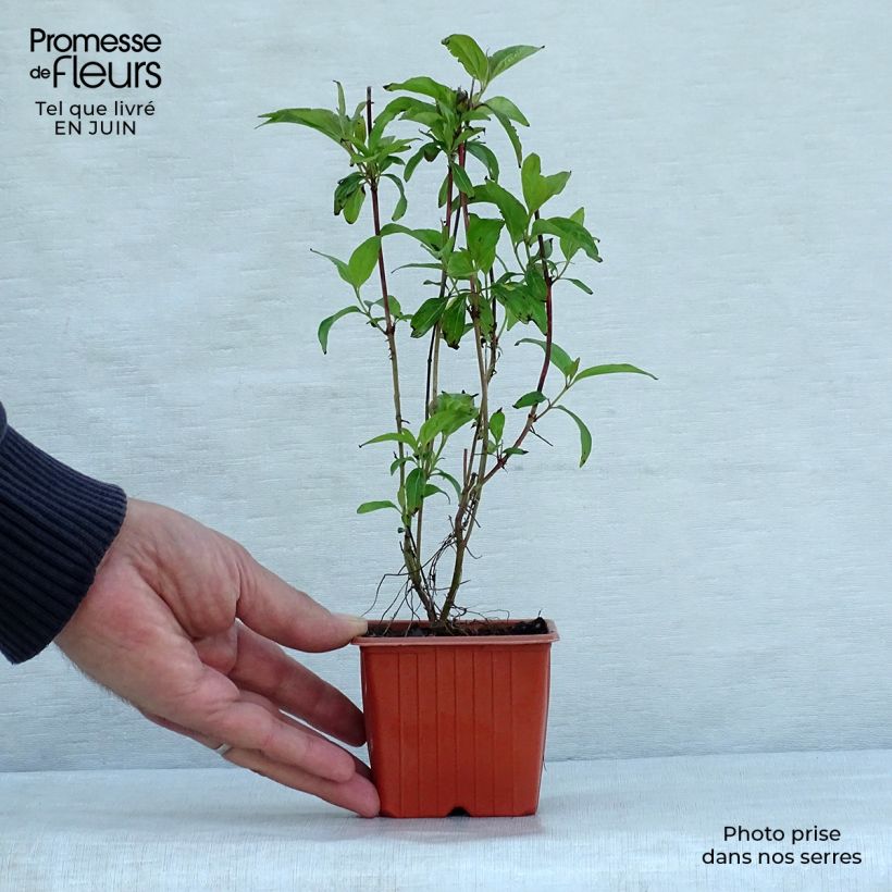 Exemplaar van Cornus sericea Kelseyi - Canadese kornoelje Kweekpotje van 8/9 cm zoals geleverd in de zomer