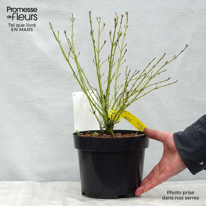 Exemplaar van Cornus sericea White Gold - Canadese kornoelje Pot van 3 l/4 l zoals geleverd in de lente