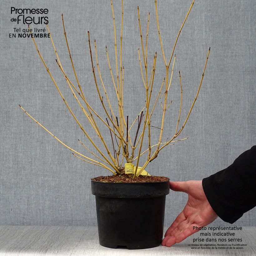 Exemplaar van Cornus stolonifera Flaviramea - Canadese kornoelje Pot van 3 l/4 l zoals geleverd in de herfst