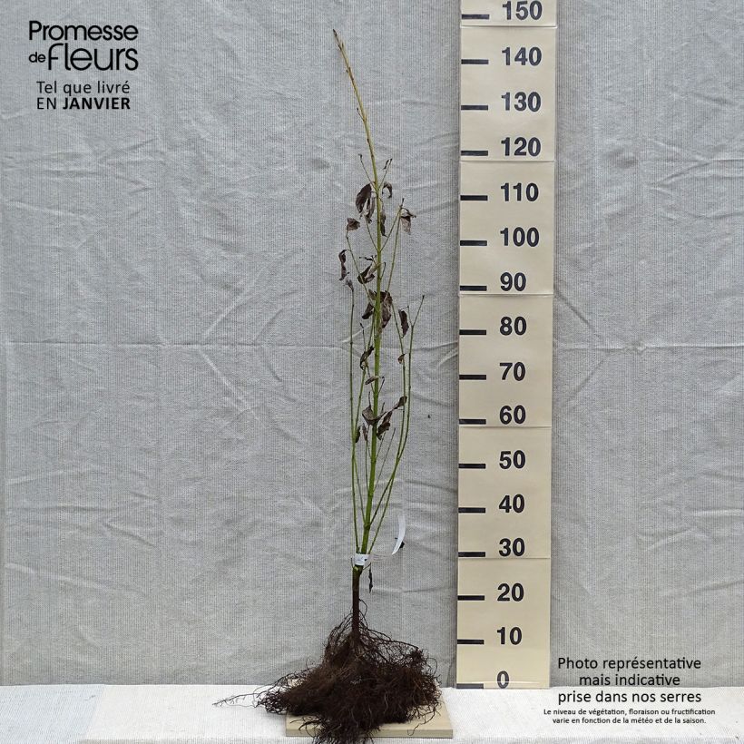 Exemplaar van Cornus stolonifera Flaviramea - Canadese kornoelje Naakte wortel zoals geleverd in de winter