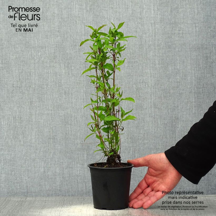 Example of Cornus stolonifera Kelsey's Dwarf - Canadese kornoelje Pot van 1 l/1,5 l as you get in printemps