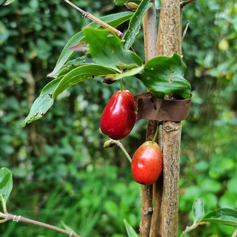 Cornus mas Kazanlak - Gele kornoelje (Oogst)