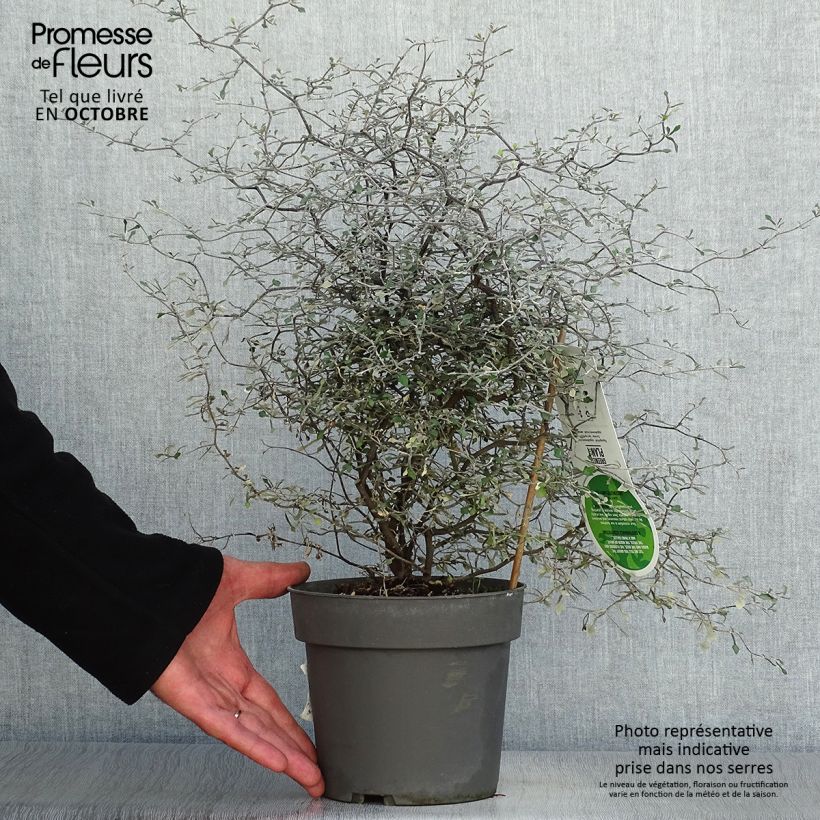 Exemplaar van Corokia cotoneaster - Zigzagstruik Pot van 1 l/1,5 l zoals geleverd in de herfst