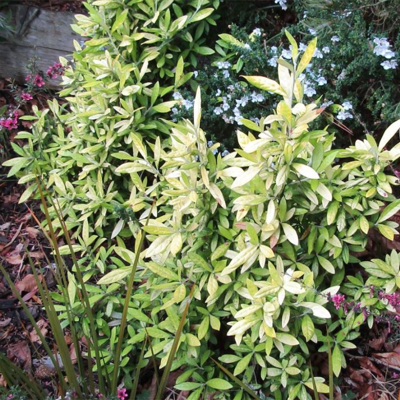 Corokia virgata Banana Royal (Groeiplaats)