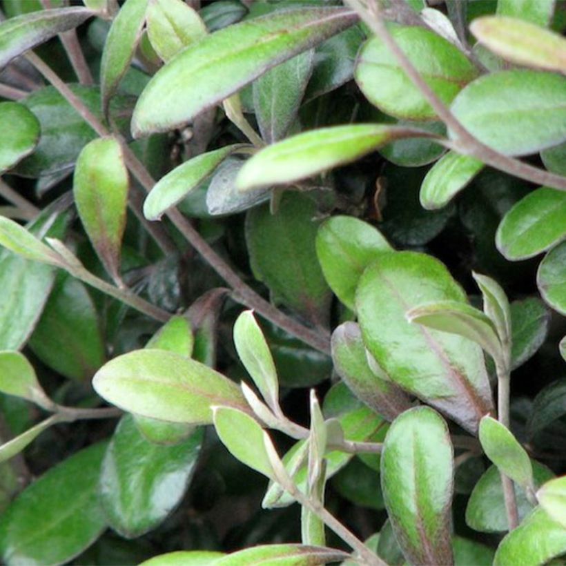 Corokia virgata Frosted chocolate (Blad)