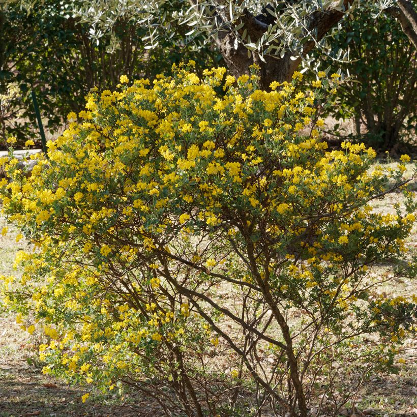 Hippocrepis emerus - Gele hoefijzerbloem (Groeiplaats)