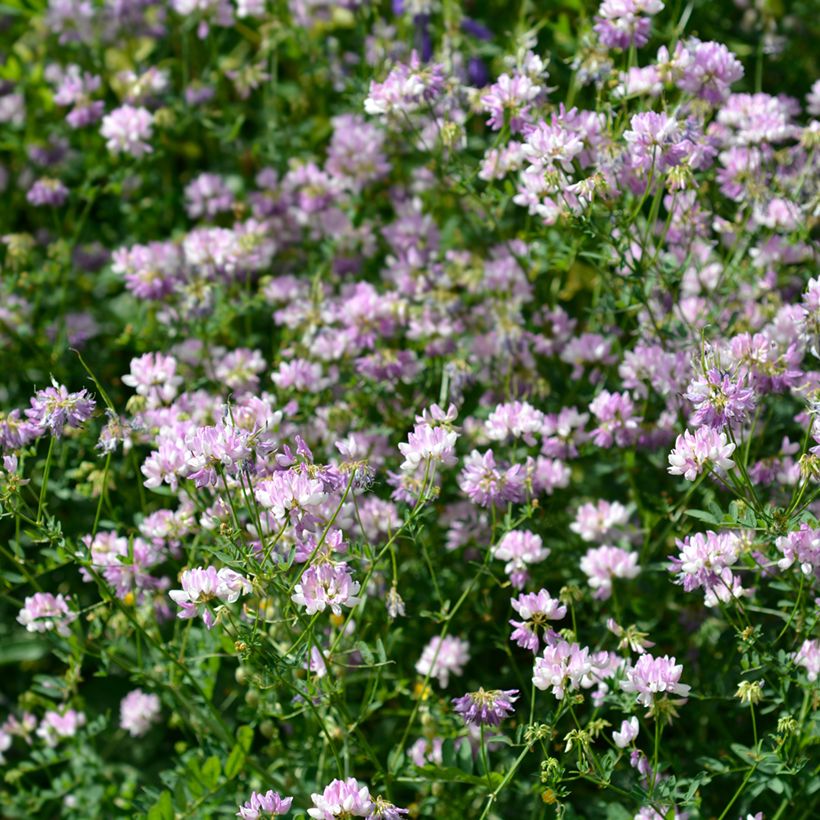 Coronilla varia - Bont kroonkruid (Groeiplaats)