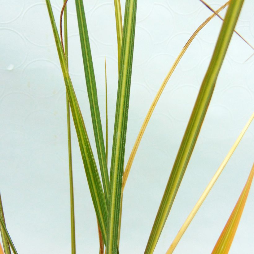 Cortaderia richardii - Pampasgras (Blad)