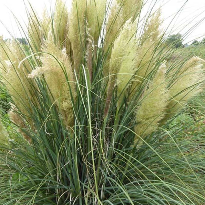 Cortaderia selloana Evita - Pampasgras (Bloei)