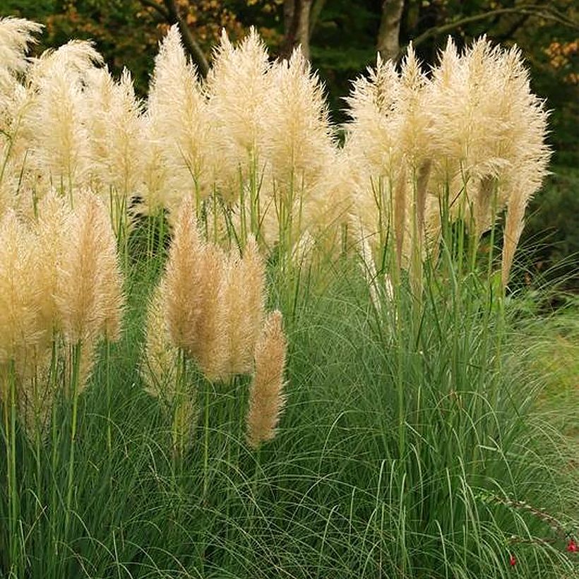 Cortaderia selloana Mini Pampas Gold - Pampasgras (Groeiplaats)