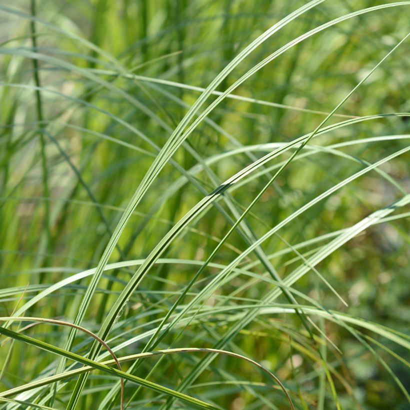 Cortaderia selloana Mini Pampas - Pampasgras (Blad)