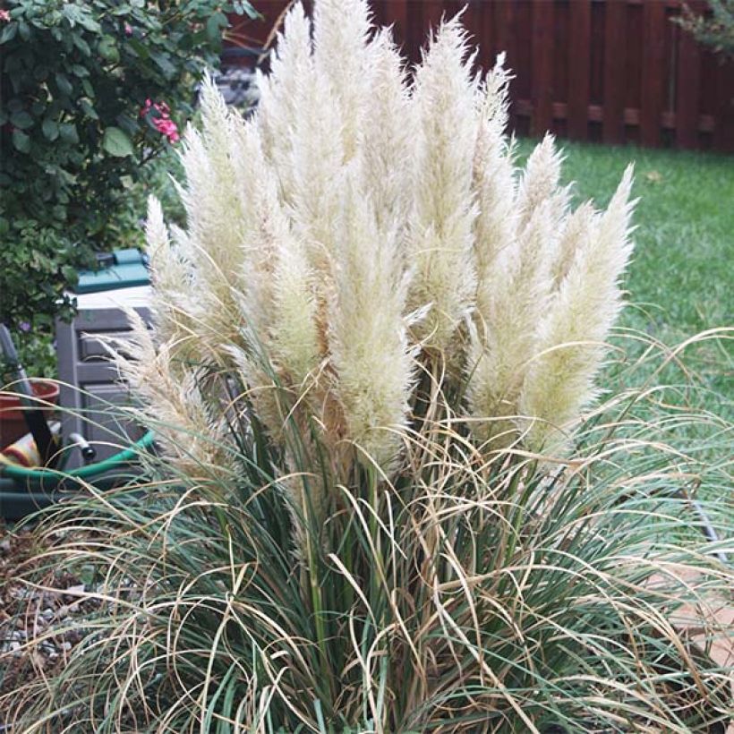 Cortaderia selloana Pumila - Pampasgras (Groeiplaats)