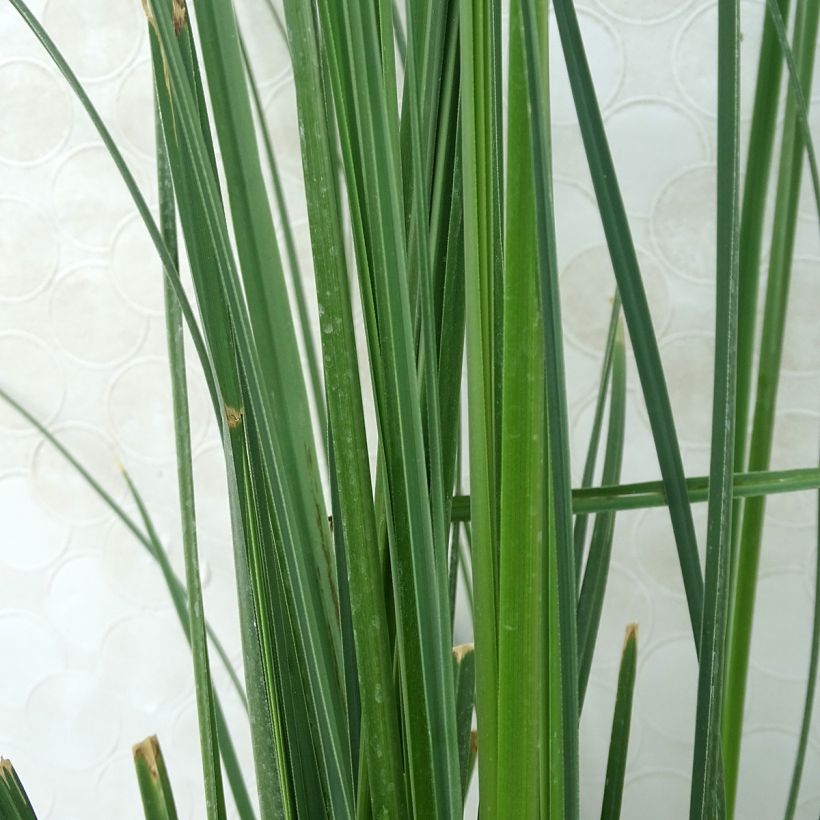 Cortaderia selloana Pumila - Pampasgras (Blad)