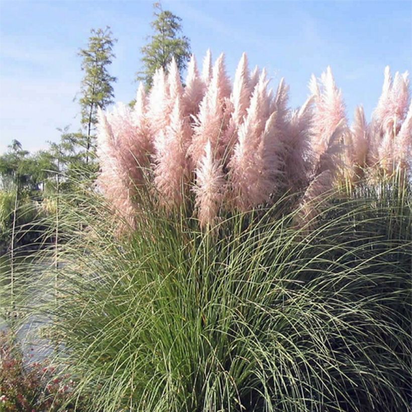 Cortaderia selloana Rosea - Pampasgras (Bloei)