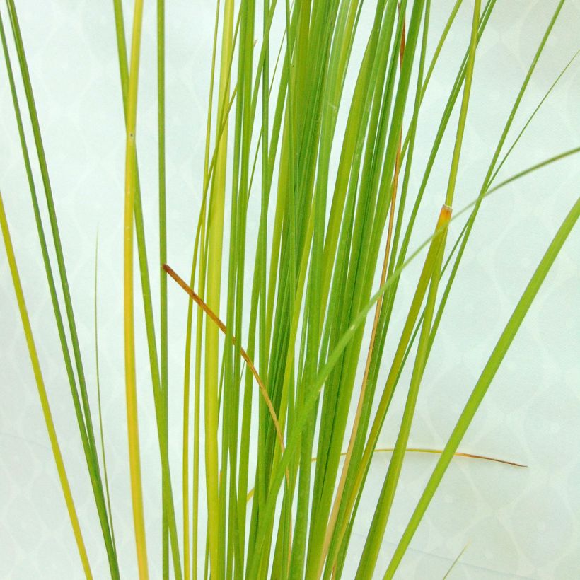 Cortaderia selloana Rosea - Pampasgras (Blad)