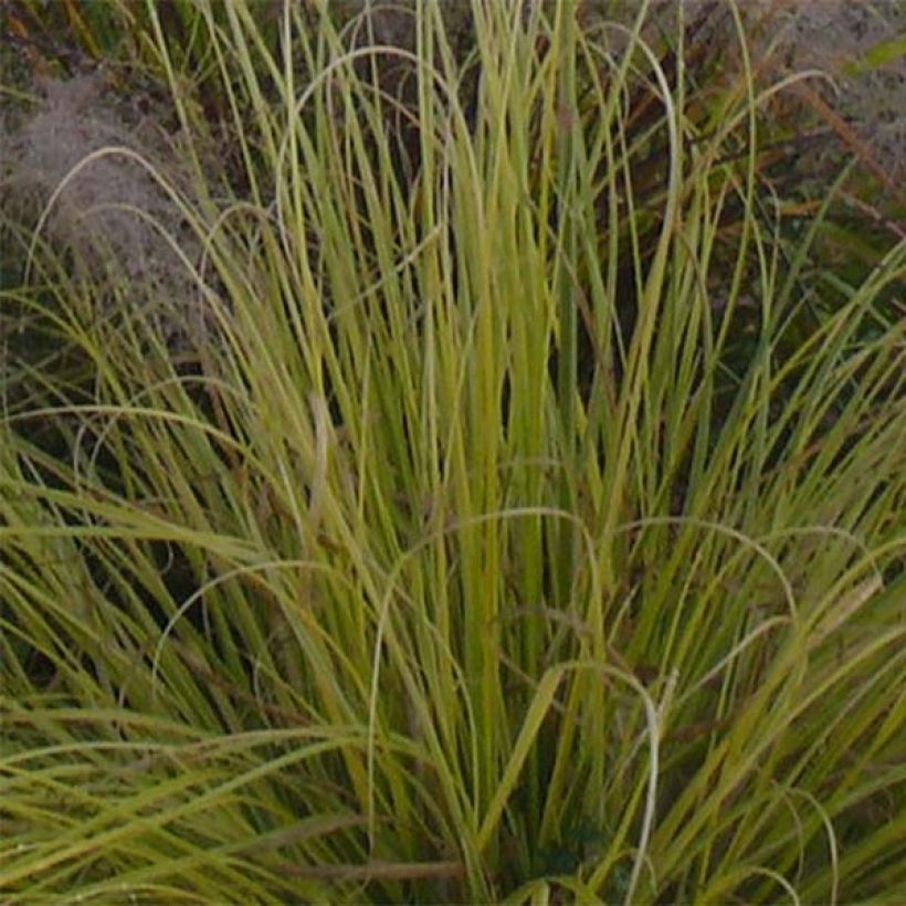 Cortaderia selloana Splendid Star - Pampasgras (Blad)
