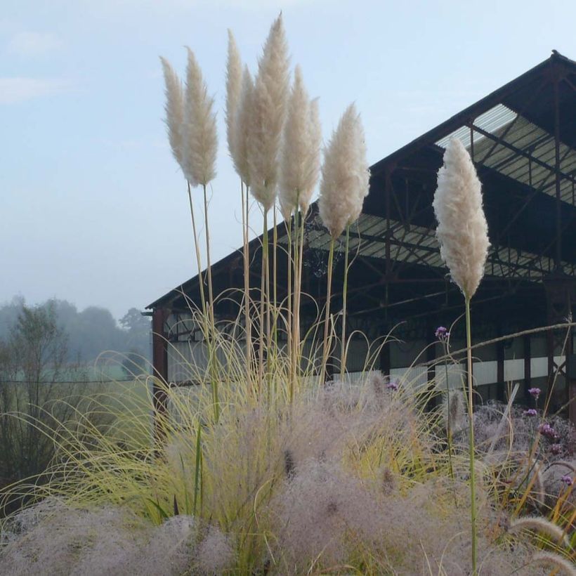 Cortaderia selloana Splendid Star - Pampasgras (Bloei)